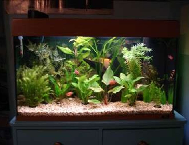 28 gallons planted tank (mostly live plants and fish) - another view of my tank, bubblers off and angel deciding to show himself 28 gallons planted tank (mostly live plants and fish) - another view of my tank, bubblers off and angel deciding to show himself