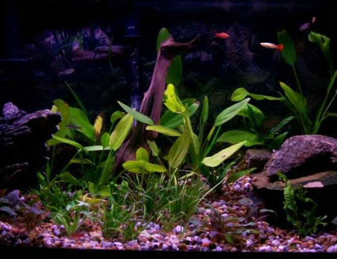 55 gallons planted tank (mostly live plants and fish) - lots of plants 6 diffrent kinds
4 diffrent tetras (16 fish)
3 fancy guppys
2 catfish
love natural look! caves and uneven stones 55 gallons planted tank (mostly live plants and fish) - lots of plants 6 diffrent kinds
4 diffrent tetras (16 fish)
3 fancy guppys
2 catfish
love natural look! caves and uneven stones