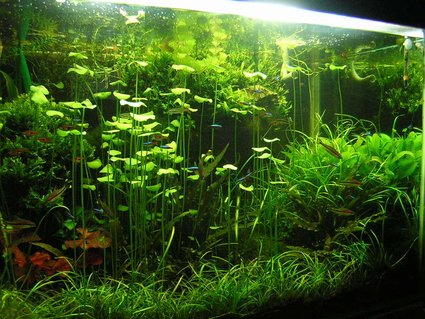Rated #10: 90 Gallons Planted Tank - 90G - 3'x2'x2'
pH - 6.8 | average water temperature - 27C
6500k Compact fluoroscent lighting (260W)
DIY canister filter - 800l/h
DIY CO2 - 2BPS
PMDD fertilization. Rated #10: 90 Gallons Planted Tank - 90G - 3'x2'x2'
pH - 6.8 | average water temperature - 27C
6500k Compact fluoroscent lighting (260W)
DIY canister filter - 800l/h
DIY CO2 - 2BPS
PMDD fertilization.