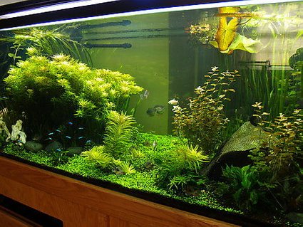 Rated #2: 300 Gallons Planted Tank - 300 gallon South American
Tank is 8'L x 2'H x 30 Rated #2: 300 Gallons Planted Tank - 300 gallon South American
Tank is 8'L x 2'H x 30"W
Lighting = 3 150watt 10,000k MH & 4 96watt 6700k CF
Filtering = 2 Eheim Pro 3 2080 & 1 Eheim Pro 2 2128
Tank has 2 Pressurized CO2 systems