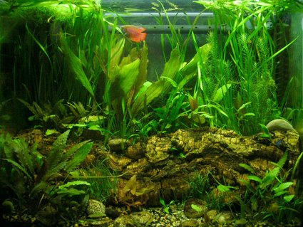 Rated #33: 25 Gallons Planted Tank Rated #33: 25 Gallons Planted Tank