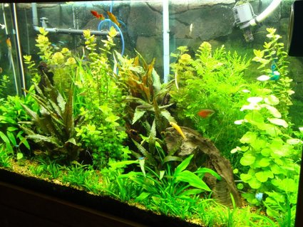 Rated #31: 110 Gallons Planted Tank - 110 gallon freshwater planted tank. CO2 at 35-40 ppm; 416 total watts CF lighting; Plants are mostly stem, no reds, foreground carpet is micro swords. Rated #31: 110 Gallons Planted Tank - 110 gallon freshwater planted tank. CO2 at 35-40 ppm; 416 total watts CF lighting; Plants are mostly stem, no reds, foreground carpet is micro swords.