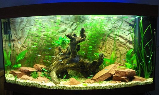 Rated #92: 68 Gallons Planted Tank - my tank after 1 month Rated #92: 68 Gallons Planted Tank - my tank after 1 month