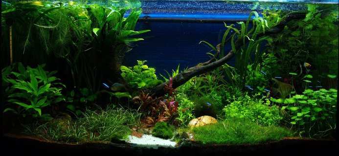 Rated #1: 50 Gallons Planted Tank - front view Rated #1: 50 Gallons Planted Tank - front view