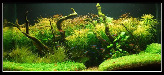 Rated #2: 45 Gallons Planted Tank - In Nature's Glory Rated #2: 45 Gallons Planted Tank - In Nature's Glory