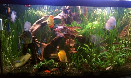 Rated #10: 155 Gallons Planted Tank - Planted Discuss Rated #10: 155 Gallons Planted Tank - Planted Discuss