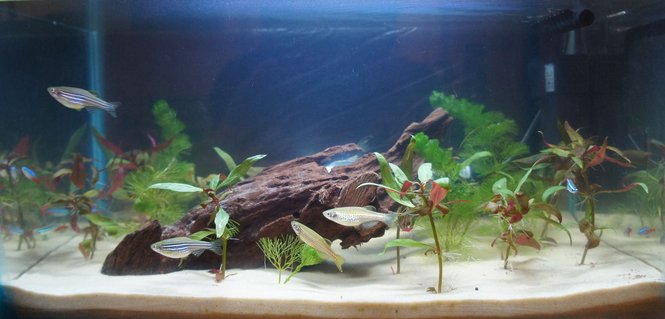 Rated #82: 10 Gallons Planted Tank - First tank! Rated #82: 10 Gallons Planted Tank - First tank!