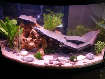 Rated #88: 57 Gallons Planted Tank - First pic Rated #88: 57 Gallons Planted Tank - First pic