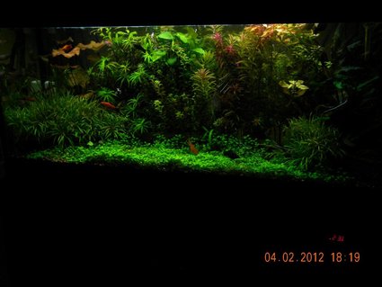 Rated #5: 76 Gallons Planted Tank Rated #5: 76 Gallons Planted Tank