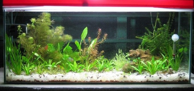Rated #85: 25 Gallons Planted Tank - This is my first tank ever....I am just new in this hobby...kept more than 10 species of plants ....It have SOBO Internal Power Filter 1200F with 2 36watt Philips PLL light....DIY CO2 setup Rated #85: 25 Gallons Planted Tank - This is my first tank ever....I am just new in this hobby...kept more than 10 species of plants ....It have SOBO Internal Power Filter 1200F with 2 36watt Philips PLL light....DIY CO2 setup