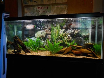Rated #86: 55 Gallons Planted Tank - 55 gallon tank with 11 cardinal tetras, 1 male black orchid betta, 2 female bettas, 1 gold ram and 1 electric blue ram. 6 amazon sword plants Rated #86: 55 Gallons Planted Tank - 55 gallon tank with 11 cardinal tetras, 1 male black orchid betta, 2 female bettas, 1 gold ram and 1 electric blue ram. 6 amazon sword plants