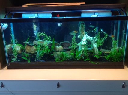 Rated #81: 55 Gallons Planted Tank - 55 gallon standard 6 years established
ECOCOMPLETE substrate, Community Tank, Live Plants, Real Rock Rated #81: 55 Gallons Planted Tank - 55 gallon standard 6 years established
ECOCOMPLETE substrate, Community Tank, Live Plants, Real Rock