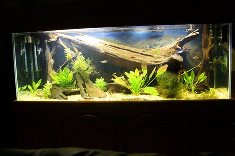 Rated #83: 150 Gallons Planted Tank - My 150 at about 2 months of age. Rated #83: 150 Gallons Planted Tank - My 150 at about 2 months of age.