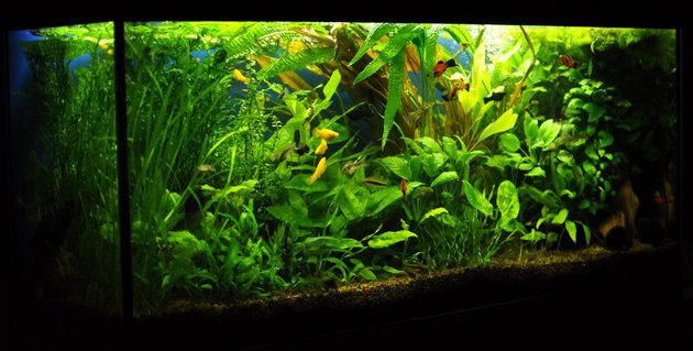 Rated #8: 53 Gallons Planted Tank - 53 gallons Rated #8: 53 Gallons Planted Tank - 53 gallons