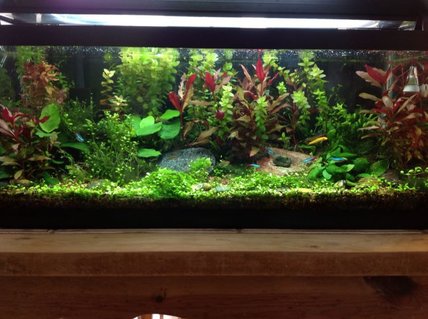 Rated #4: 20 Gallons Planted Tank - as of 3-25-2013 Rated #4: 20 Gallons Planted Tank - as of 3-25-2013