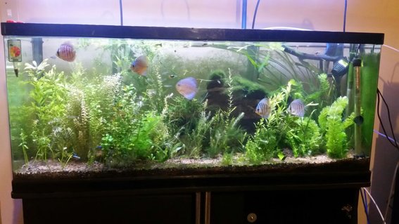 Rated #26: 55 Gallons Planted Tank - 246l planted tank.
Discus
Cardinal tetra
Rummy nose tetra
LED grow light
Co2 Rated #26: 55 Gallons Planted Tank - 246l planted tank.
Discus
Cardinal tetra
Rummy nose tetra
LED grow light
Co2