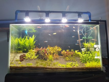 Rated #19: 35 Gallons Planted Tank - Dutch Style hybrid Rated #19: 35 Gallons Planted Tank - Dutch Style hybrid