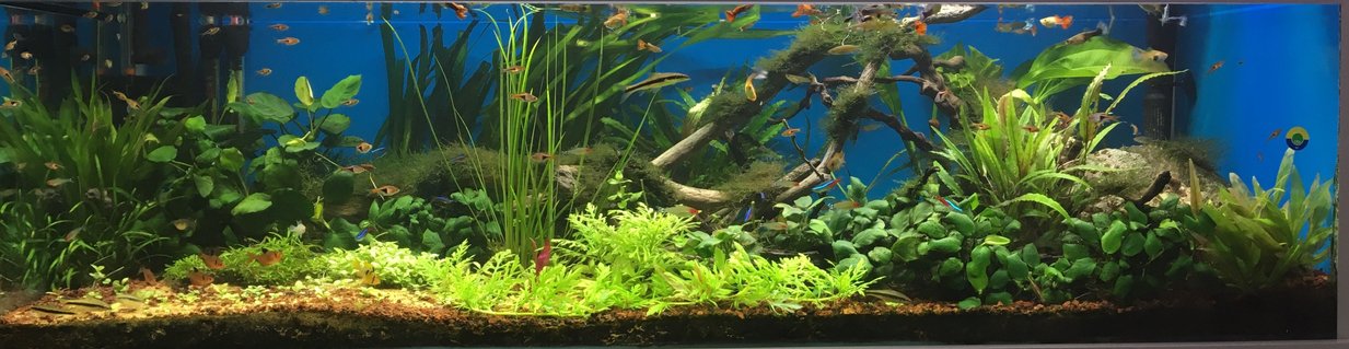 Rated #11: 100 Gallons Planted Tank - June 2017 Rated #11: 100 Gallons Planted Tank - June 2017