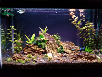 Rated #21: 29 Gallons Planted Tank - My Tank Rated #21: 29 Gallons Planted Tank - My Tank