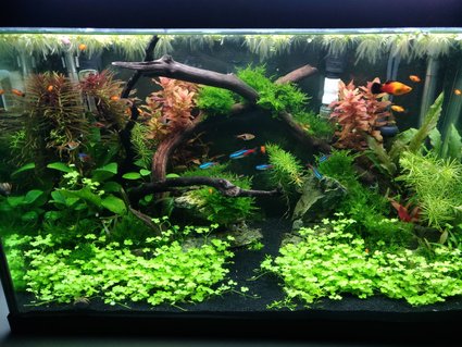 Rated #6: 20 Gallons Planted Tank - 20G tank 12 weeks after build. Rated #6: 20 Gallons Planted Tank - 20G tank 12 weeks after build.