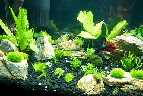 Rated #22: 10 Gallons Planted Tank - First attempt w/live plants! Rated #22: 10 Gallons Planted Tank - First attempt w/live plants!