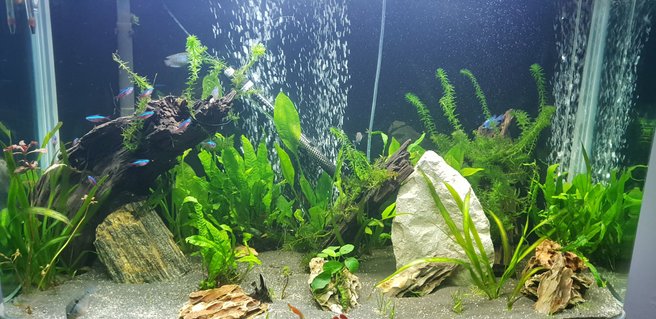 Rated #26: 90 Gallons Planted Tank - 1st pic Rated #26: 90 Gallons Planted Tank - 1st pic