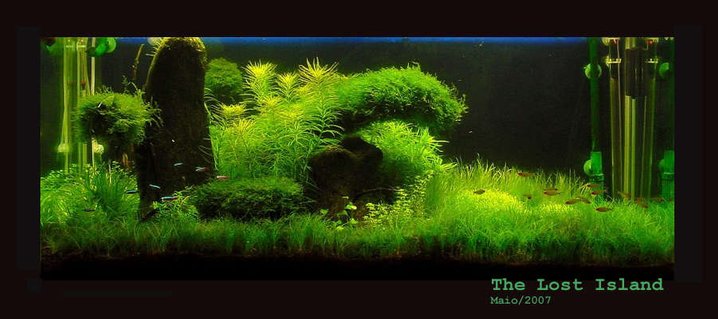 Rated #4: 65 Gallons Planted Tank - The Lost Island Rated #4: 65 Gallons Planted Tank - The Lost Island