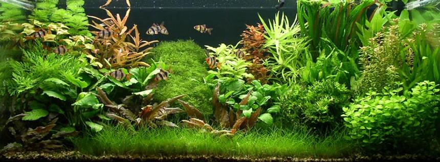 Rated #7: Planted Tank - 150L (40G), 94x40x40cm, 0,8 W/l (3 WPG) - 3x Osram Biolux 965 and 1x Philips Aquarelle, pressurized CO2 Rated #7: Planted Tank - 150L (40G), 94x40x40cm, 0,8 W/l (3 WPG) - 3x Osram Biolux 965 and 1x Philips Aquarelle, pressurized CO2