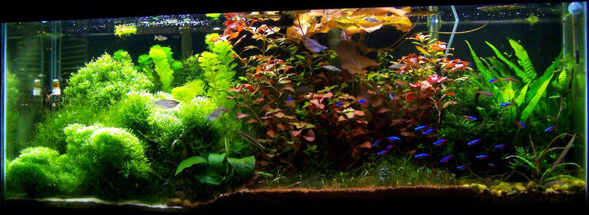 Rated #5: 50 Gallons Planted Tank - 4 Foot 50 Gallon Tropical community tank. Rated #5: 50 Gallons Planted Tank - 4 Foot 50 Gallon Tropical community tank.