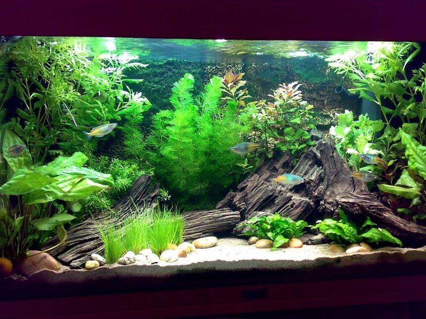 Rated #7: 30 Gallons Planted Tank - Tank as of 26/11/07 Rated #7: 30 Gallons Planted Tank - Tank as of 26/11/07
