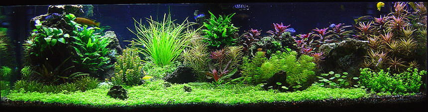 Rated #2: 125 Gallons Planted Tank - Malawi Redux Rated #2: 125 Gallons Planted Tank - Malawi Redux
