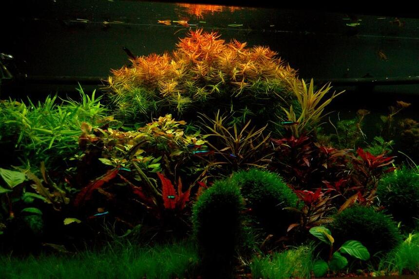 Rated #3: 75 Gallons Planted Tank - 48"Lx21Wx18H
JBJ DX 48" 260 WATT
Fluval 404 Cannister
350W heater
DIY fertilizers
Pressurized Co2 Rated #3: 75 Gallons Planted Tank - 48"Lx21Wx18H
JBJ DX 48" 260 WATT
Fluval 404 Cannister
350W heater
DIY fertilizers
Pressurized Co2