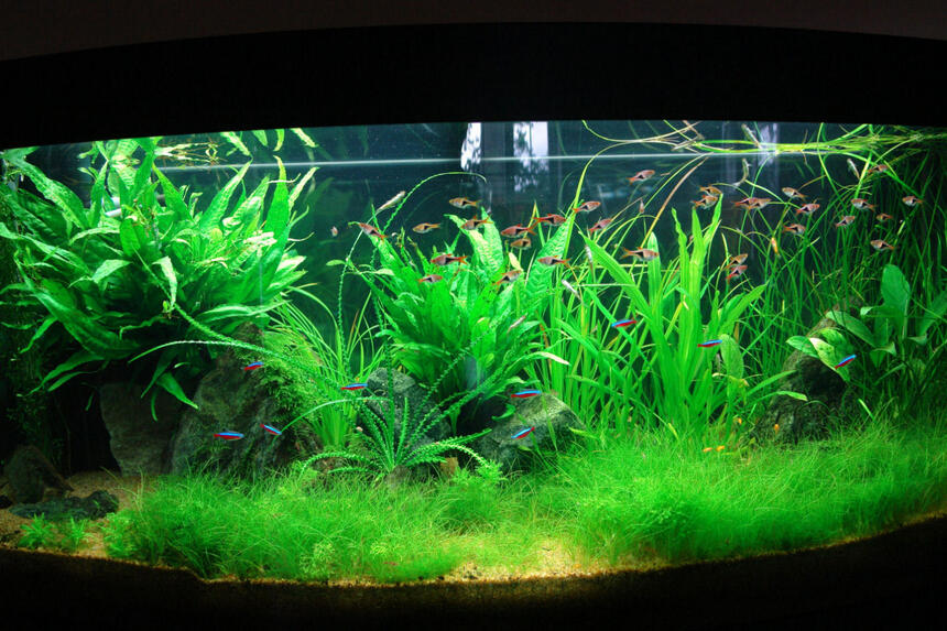 Rated #8: 64 Gallons Planted Tank - planted tank Rated #8: 64 Gallons Planted Tank - planted tank