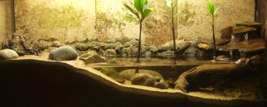 Rated #99: 30 Gallons Planted Tank - Mudskipper/Fiddler Crab tank. (Brackish) Rated #99: 30 Gallons Planted Tank - Mudskipper/Fiddler Crab tank. (Brackish)