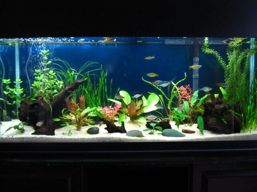 Rated #85: 55 Gallons Planted Tank - 55 gallon with lots of fish, live plants, and some fake ones to give it some color and provide better hiding places for the gouramis. Rated #85: 55 Gallons Planted Tank - 55 gallon with lots of fish, live plants, and some fake ones to give it some color and provide better hiding places for the gouramis.