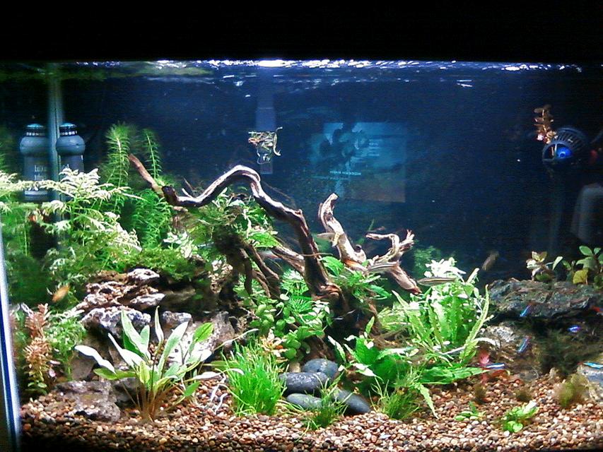 Rated #51: 29 Gallons Planted Tank - 29 gallon Rated #51: 29 Gallons Planted Tank - 29 gallon