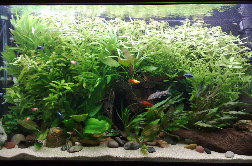Rated #18: 75 Gallons Planted Tank - Aquatic valium. Rated #18: 75 Gallons Planted Tank - Aquatic valium.