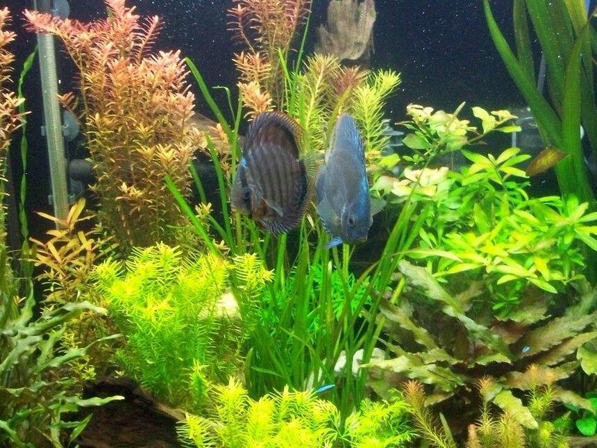 Rated #60: 65 Gallons Planted Tank - Pearling plants Rated #60: 65 Gallons Planted Tank - Pearling plants