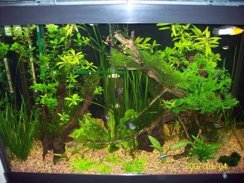 Rated #66: 65 Gallons Planted Tank - Low light planted Rated #66: 65 Gallons Planted Tank - Low light planted
