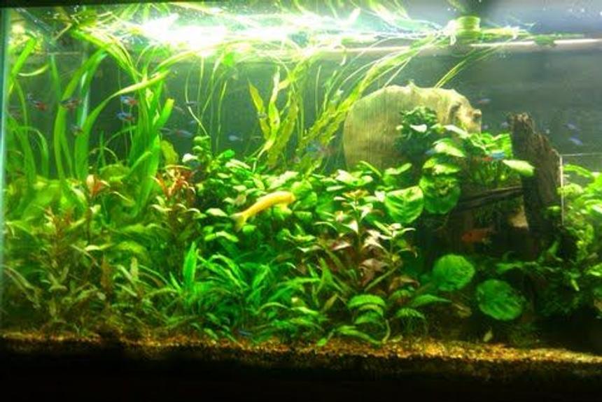 Rated #53: 55 Gallons Planted Tank - Plants:
Cryptocorynes,various aponogetons,java fern,dwarf hairgrass,anubias,pygmy chainswords,red ludwigia,marble queen sword,onion plants
Fish:
45 green neons
30 neon tetras
4 red serpae tetra
1 rubberlip
5 otocinclus algae eater
1 golden algae eater
2 red cherry shrimp
6 purple tetras
1 pencilfish
1 SAE
1 bolivian ram
1 kribensis
3 yoyo loach Rated #53: 55 Gallons Planted Tank - Plants:
Cryptocorynes,various aponogetons,java fern,dwarf hairgrass,anubias,pygmy chainswords,red ludwigia,marble queen sword,onion plants
Fish:
45 green neons
30 neon tetras
4 red serpae tetra
1 rubberlip
5 otocinclus algae eater
1 golden algae eater
2 red cherry shrimp
6 purple tetras
1 pencilfish
1 SAE
1 bolivian ram
1 kribensis
3 yoyo loach