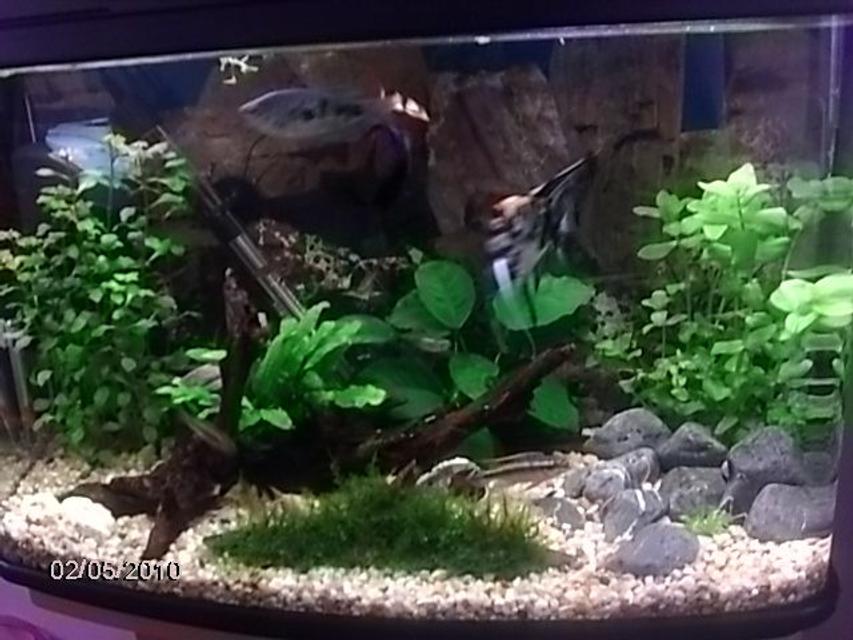 Rated #100: 17 Gallons Planted Tank - . Rated #100: 17 Gallons Planted Tank - .