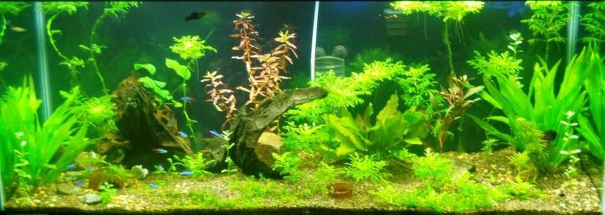 Rated #50: 75 Gallons Planted Tank - My 75G Planted Acuarium Front View Rated #50: 75 Gallons Planted Tank - My 75G Planted Acuarium Front View