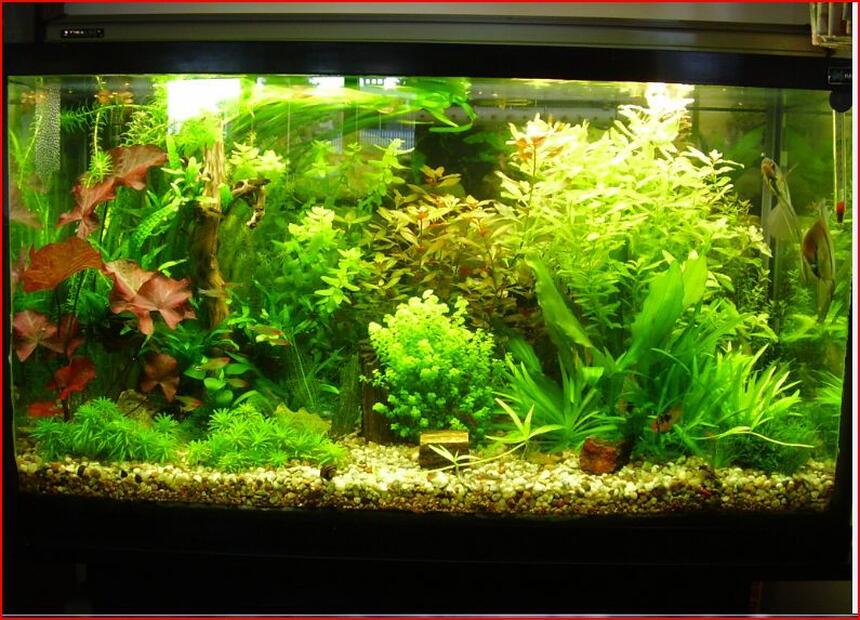 Rated #13: 50 Gallons Planted Tank - just another pic Rated #13: 50 Gallons Planted Tank - just another pic