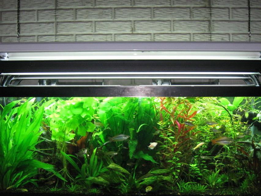 Rated #44: 75 Gallons Planted Tank - 75 gallon planted aquarium.
Co2 being used in the aquarium.
Help those in our hobby to exceed beyond there expectations. Rated #44: 75 Gallons Planted Tank - 75 gallon planted aquarium.
Co2 being used in the aquarium.
Help those in our hobby to exceed beyond there expectations.