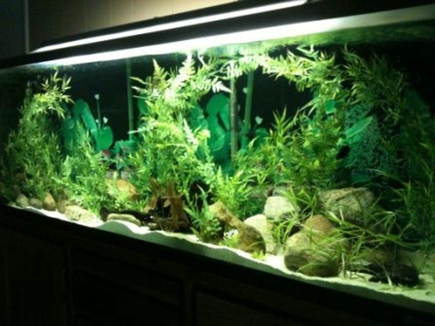 Rated #45: 135 Gallons Planted Tank - fresh setup Rated #45: 135 Gallons Planted Tank - fresh setup
