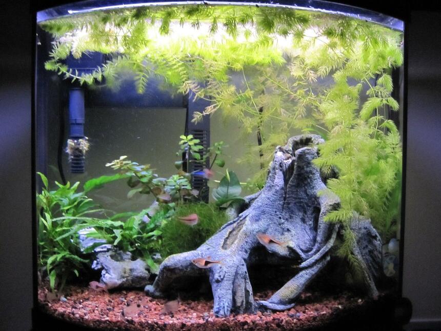 Rated #86: 16 Gallons Planted Tank - 16 Gallon @ 6 Months Rated #86: 16 Gallons Planted Tank - 16 Gallon @ 6 Months