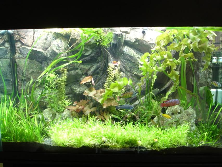 Rated #54: 105 Gallons Planted Tank - My planted African cichlid tank Rated #54: 105 Gallons Planted Tank - My planted African cichlid tank