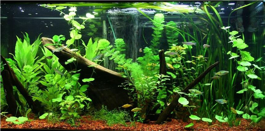 Rated #27: 95 Gallons Planted Tank - 1 month old Asian/rainbow fish tank. Plants are growing nicely Rated #27: 95 Gallons Planted Tank - 1 month old Asian/rainbow fish tank. Plants are growing nicely