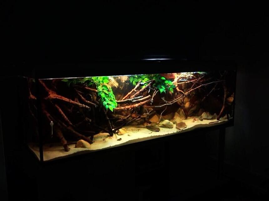 Rated #63: 182 Gallons Planted Tank - Amazon Biotope Rated #63: 182 Gallons Planted Tank - Amazon Biotope