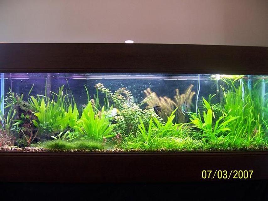 Rated #21: 125 Gallons Planted Tank - This is a three year old pic of my tank. I figured I Rated #21: 125 Gallons Planted Tank - This is a three year old pic of my tank. I figured I'd throw it up here and see what you all think.... It's different now but... The angels used to breed all the time...